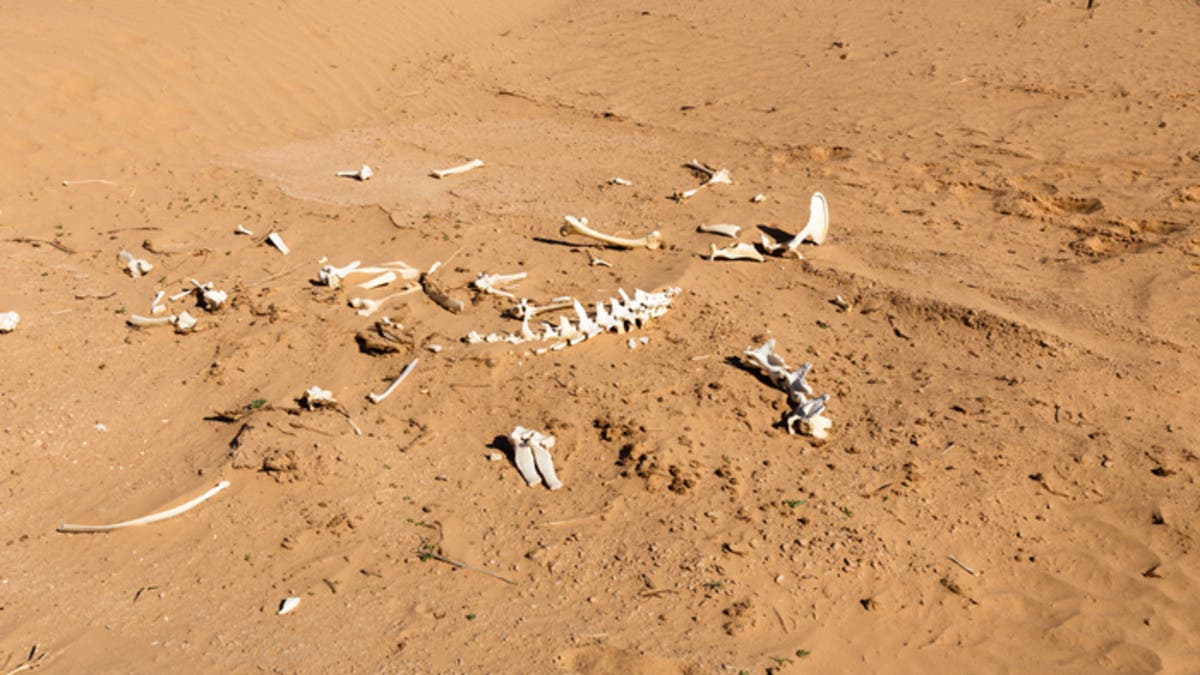 ضلوا طريقهم في الصحراء.. 20 ماتوا عطشاً فوق رمال ليبيا