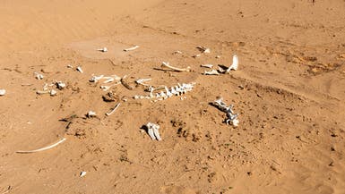 ضلوا طريقهم في الصحراء.. جثث 20  مهاجرا تطفو في ليبيا