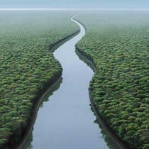 رئة الأرض؟!.. هل هذه صورة نهر الأمازون وهو يشق الغابات؟