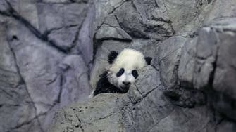 Mystery behind how pandas became vegetarian uncovered in new fossil discovery