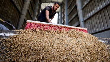 محصول قمح في مصر (رويترز)