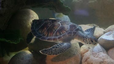 The endangered turtles, locally known as “Sherry” live in shallow tropical and subtropical waters such as the Arabian Gulf and the Sea of Oman and are always close to seaweed which they feed on. (Sharjah Museums Authority)