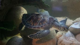 Rescued by a resident, group of endangered green turtles join Sharjah Aquarium