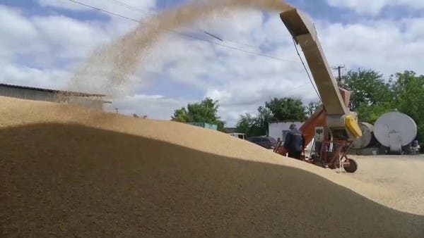 الجزائر تشتري 600-720 ألف طن من القمح