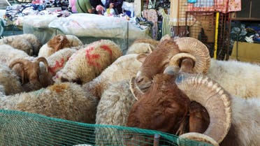 Sacrificial animals are displayed for sale, ahead of the Muslim Eid al-Adha holiday, at a souk in Beirut, Lebanon, on July 8, 2022. (Reuters)