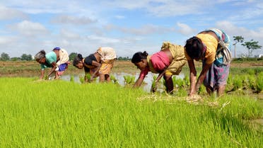 Farmers plant saplings in their rice field on the outskirts of the eastern Indian city of Ranchi July 20, 2009. (Reuters)