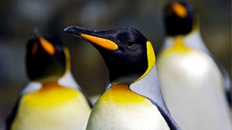 تغییرات اقلیمی؛ پنگوئن امپراطور در معرض خطر جدی انقراض