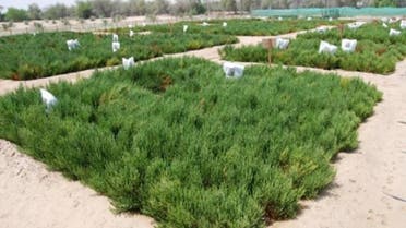 A stock image of Salicornia. (File photo)