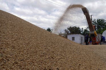 عاملان يخزنان الحبوب خلال حصاد الشعير في أوديسا  (رويترز)