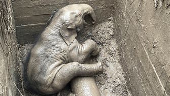 رافعة وجرافة..عملية إنقاذ مثيرة لأنثى فيل ورضيعها سقطا بحفرة