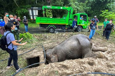 Rescuers use a crane to pull the elephant out of the hole