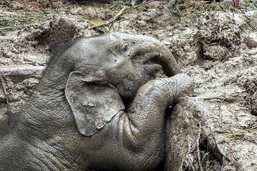 Baby elephant peeking out of the hole