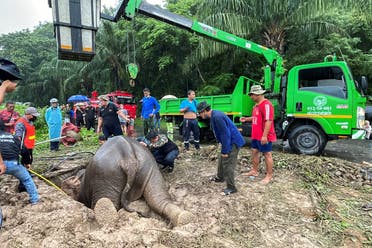 Rescuers use a crane to pull the elephant out of the hole