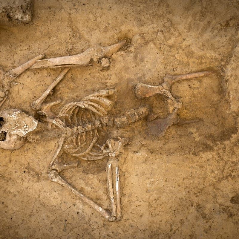 Bones discovered at Waterloo two centuries after battle