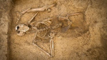 The articulated skeleton, from above. (Waterloo Uncovered)
