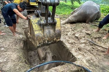 Using a bulldozer to save the baby elephant