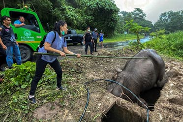 Rescuers use a crane to pull the elephant out of the hole