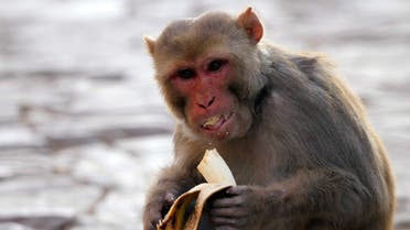 A monkey eats a banana given by a devotee outside Galtaji temple overlooking India's western city of Jaipur January 21, 2012. (File photo: Reuters)