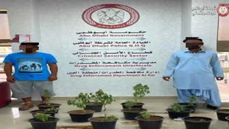 Abu Dhabi: Two arrested for growing marijuana for trading purposes