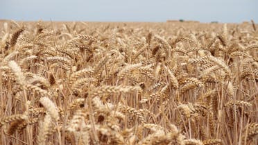 Wheat crops are seen in a field in Wustrau-Altfriesack, Fehrbellin, eastern Germany, on July 18, 2022. (AFP)