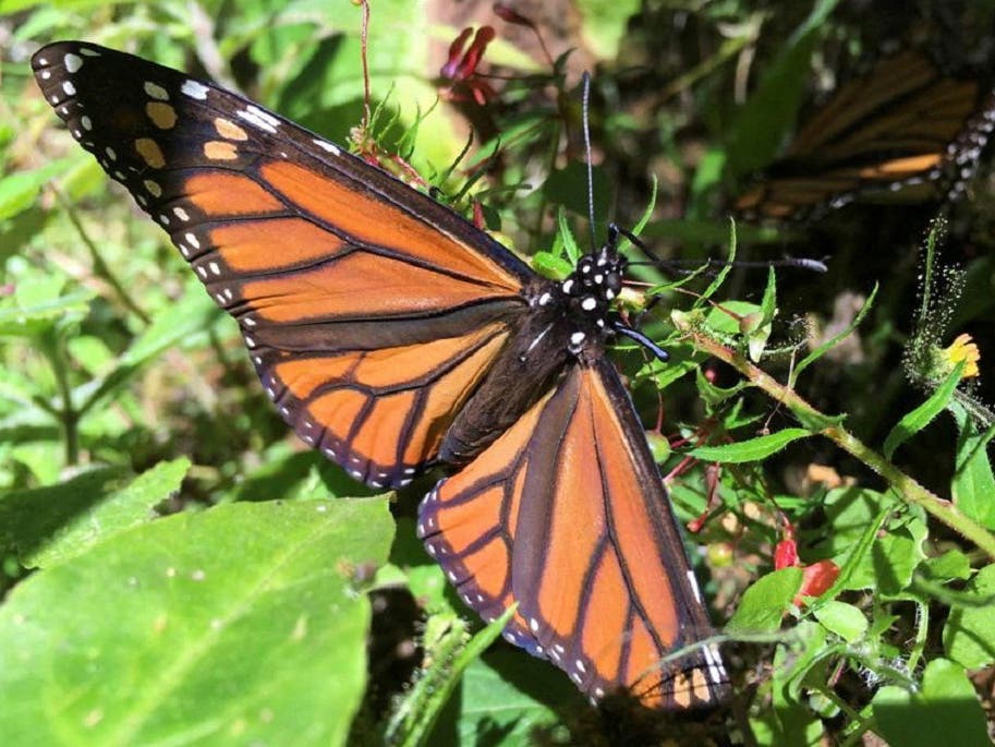 4'' Monarch Butterfly 