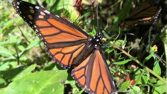 North America’s colorful migratory monarch butterfly joins global endangered species 