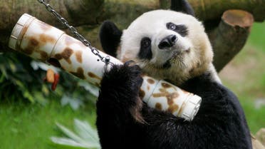 Male giant panda An An shakes a ‘puzzle feeder’ at the Ocean Park in Hong Kong, China, on March 9, 2006. (Reuters)