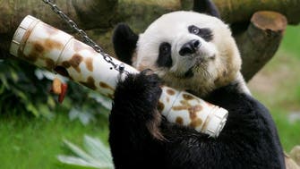 World’s oldest male giant panda in captivity euthanized in Hong Kong 