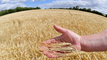 Farmer David Barton holds an example of his barley crop in his hand at Manor Farm in Middle Duntisbourne in south west Britain, August 1, 2018. (File photo: Reuters)
