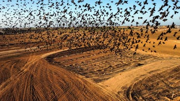 A murmuration of migrating starlings fly across the sky near the city of Beer Sheva, southern Israel, January 11, 2022. Picture taken with a drone on January 11, 2022. (File photo: Reuters)