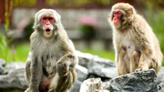 Marauding monkeys injure 42 in Japanese city