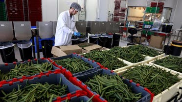 An employee sorts vanilla beans at the production hall of the start-up company Vanilla Vida in the central Israeli city of Or Yehuda on June 29, 2022. Vanilla, from orchids native to the steaming jungles of Mexico, has enchanted sweet-tooths for centuries to become the world's most precious spice after saffron. Now an Israeli food pioneer -- using high-tech cultivation methods, tropical greenhouses and a data-guided curing process -- says it has cracked its secrets to create the most potent vanilla flavours on earth. (Photo by Menahem KAHANA / AFP)