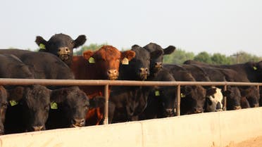 Cattle look on from a pen at Five Rivers Cattle Feeding, in Ulysses, Kansas, U.S., in this undated handout picture. (Reuters)