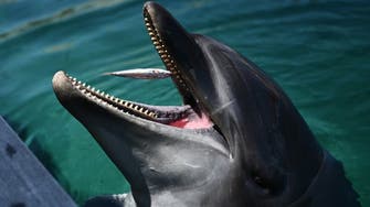 Japan officials warn beachgoers to stay away from biting dolphin