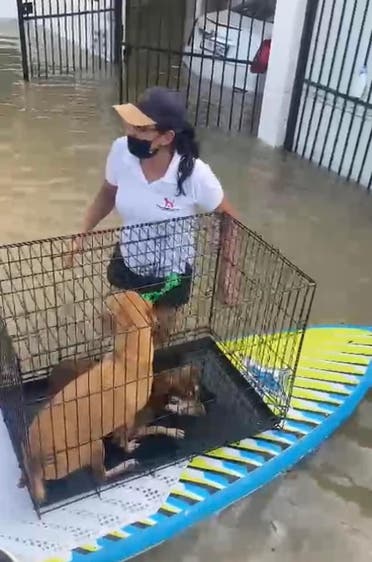 A rescue team of volunteers used 4x4 vehicles, inflatable dinghys and crates to takes the stranded dogs to safety. (Supplied)