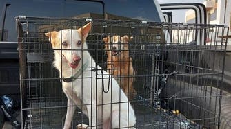 UAE flash floods leave hundreds of dogs, cats displaced, ruin animal shelters