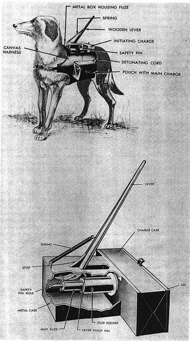 رسم تفسيري حول عملية تفخيخ الكلاب السوفيتية
