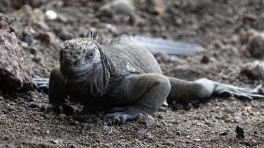 حيوان انقرض قبل أكثر من قرن من جزر غالاباغوس.. يتكاثر مجدداً 
