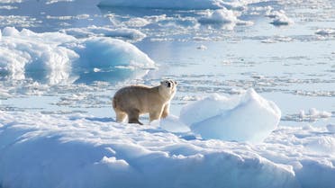 A southeast Greenland polar bear on glacier, or freshwater, ice is seen in this handout photograph taken in September 2016. (File photo: Reuters)