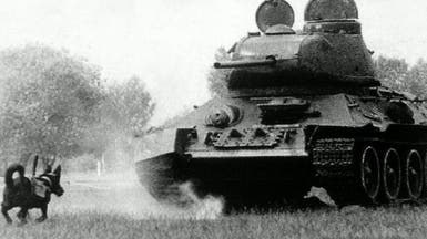 "كلاب انتحارية".. هكذا تغلب السوفييت على دبابات الألمان