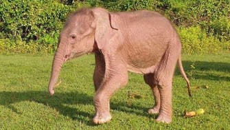 Rare white elephant born in Myanmar: Media                         