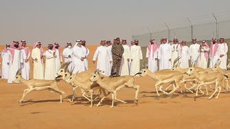 السعودية.. إطلاق 1260 كائنا فطريا بالمحميات الطبيعية والمنتزهات
