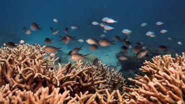 A school of fish swim above a staghorn coral colony as it grows on the Great Barrier Reef off the coast of Cairns, Australia. (File photo: Reuters)
