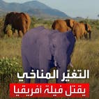 نفوق 179 فيلاً بسبب تداعيات التغير المناخي في أقل من عام بأفريقيا