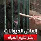 طرق تقليدية يستخدمها حراس حديقة الحيوان في مصر للترطيب من الحرّ