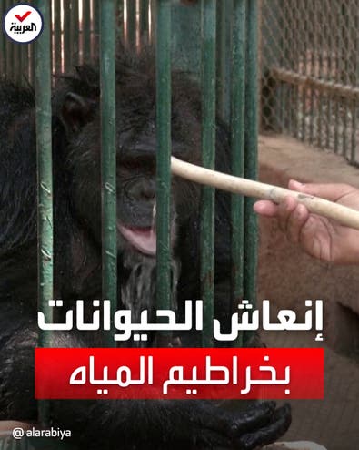 طرق تقليدية يستخدمها حراس حديقة الحيوان في مصر للترطيب من الحرّ