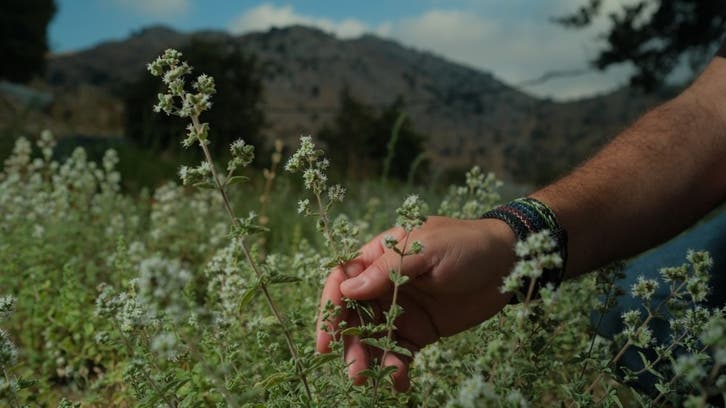 New initiative to secure livelihoods of Lebanon’s zaatar producers launched