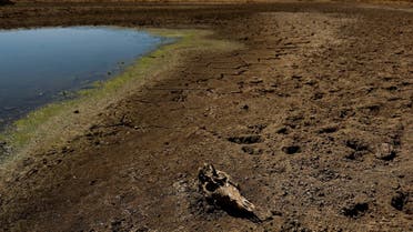 The skull of a sheep lies on dry soil during a severe drought in the Cijara reservoir, in Villarta de los Montes, Spain, August 6, 2022. (Reuters)
