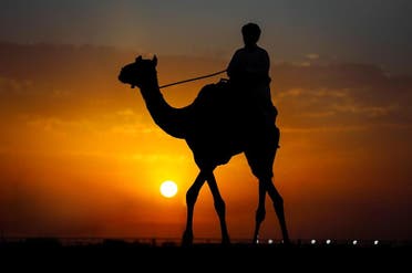 مهرجان الهجن 