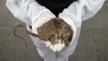 An animal rights activist holds a dead shrew during a demonstration to protest the treatment of animals, in Madrid’s Puerta del Sol square December 10, 2011. (Reuters)